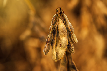 成熟的大豆荚关闭