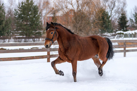白色的小马摄影照片_冬日，棕色的小马在田野里行走