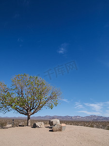 沙漠的树摄影照片_休息区的树和石头