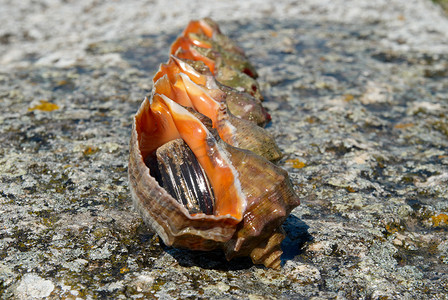 rapana venosa 的贝壳和软体动物。