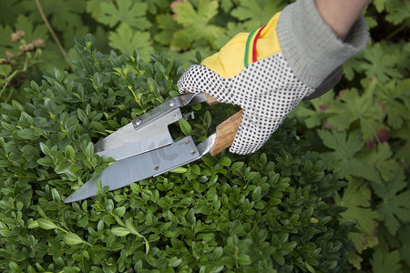 用手套和修枝剪修剪和塑造黄杨木 (Buxus sempervirens) 植物