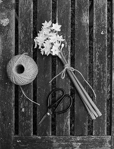 水仙用麻线、花园绳和剪刀绑起来
