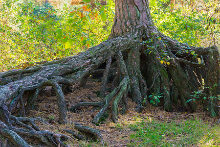 大型场景摄影照片_在森林景观场景中，地面上巨大的光秃秃的树根