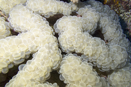 珊瑚礁与葡萄珊瑚在热带海底