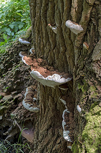 森林灵芝摄影照片_森林里有清漆新鲜木耳的老树
