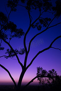 昆士兰州伊普斯威奇黄昏时分的树木剪影