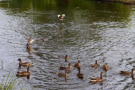 鸭群在池塘岸边漂浮。