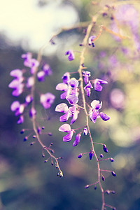 美丽的紫色花朵背景