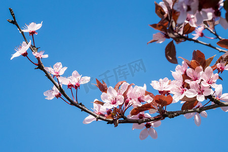 春天的樱花，蓝天上粉红色的花朵。