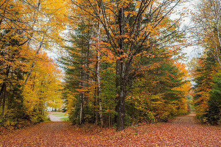 深秋，县道沿线树叶颜色的变化。