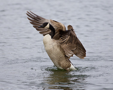 加拿大鹅摆动翅膀的孤立图像