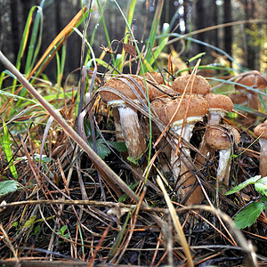 在秋天森林特写镜头的蘑菇蜂蜜木耳