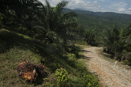 印度尼西亚 - 棕榈油 - 农业 - 工业 - 苏门答腊