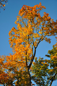 有蓝天的秋天黄色红色枫树森林在富尔达，黑森， Ger