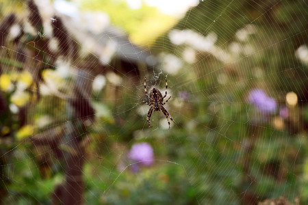 欧洲花园蜘蛛坐在一张纠结的网上
