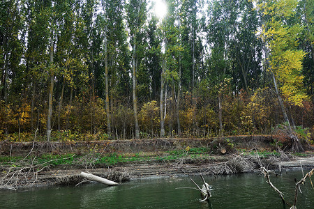2018 年 10 月多瑙河上的秋季森林 2
