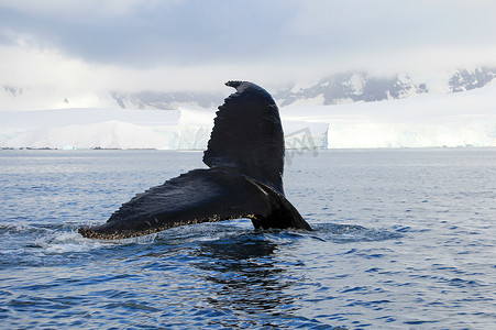 座头鲸的尾巴