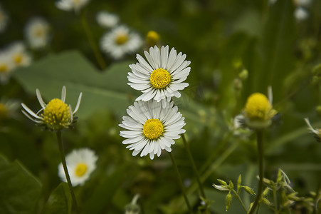 两朵雏菊