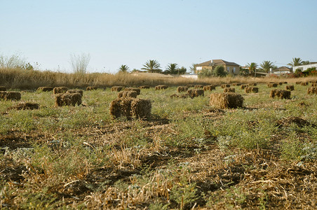 小麦干草堆。