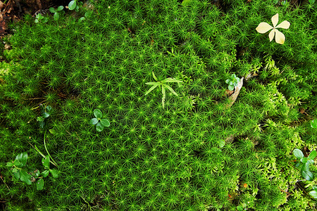 巨大的绿色苔藓上的小植物