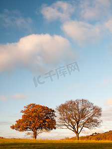 空旷土地摄影照片_两棵大树 空旷的草地 乡村树木 蓝天 云 l