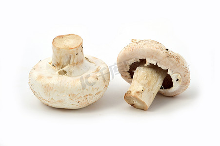 培养蘑菇的新的和高质量的图像