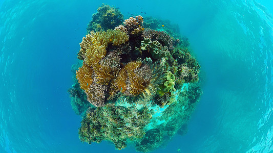 珊瑚礁的海底世界。