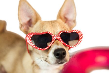 心形太阳镜摄影照片_戴着心形太阳镜的可爱狗