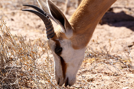 有袋类摄影照片_Kgalagadi 的跳羚 Antidorcas marsupialis