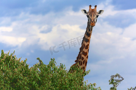 玛利亚莎拉波娃摄影照片_肯尼亚马赛马拉国家公园的长颈鹿
