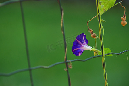 紫色牵牛花花摄影照片_牵牛花蓝色花在篱芭的