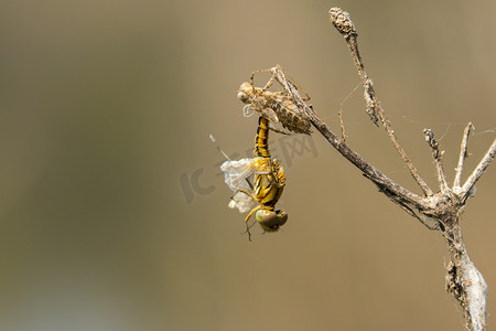蜻蜓幼虫的图像在自然背景下干燥。