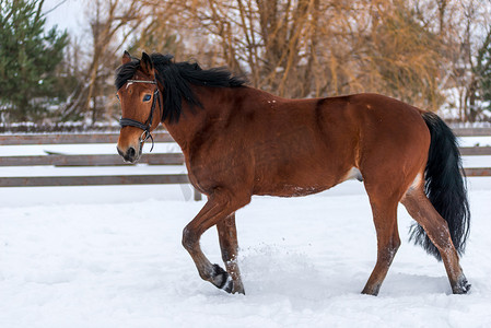 棕色美丽的马在雪地里散步