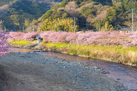 粉色的樱花树摄影照片_河津的樱花树