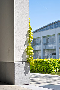 阳光明媚的日子里，灰色混凝土墙角上的绿色常春藤