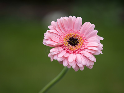 粉色非洲菊（菊科）