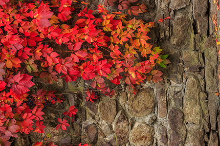 爬山虎背景墙摄影照片_石墙上有红叶的植物