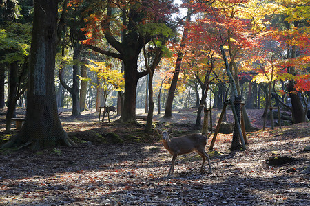 奈良鹿在奈良公园自由漫步