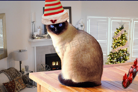 圣诞可爱又搞笑的猫，戴着精灵帽，坐在装饰精美的圣诞屋房间的桌子上