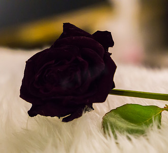 枯萎摄影照片_一朵暗红色枯萎的玫瑰，在宏观特写替代情人节变成了黑色哥特式玫瑰
