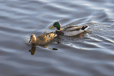 鸭子在河里游泳摄影照片_绿头鸭 (anas platyrhynchos) 在河里