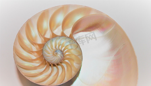 比例摄影照片_鹦鹉螺壳斐波那契对称截面螺旋结构增长黄金比例