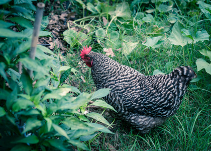 在美国德克萨斯州达拉斯附近的有机菜园里，浅景深自由放养的 Marans 养殖下蛋母鸡