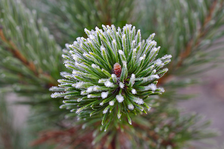 零下四度摄影照片_一棵圣诞树的冻分支