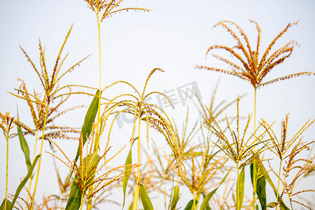 Ragi Crop, Millet crop, wonder grain