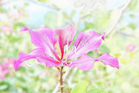 宫粉紫荆花摄影照片_紫荆花斑兰花，水彩风格