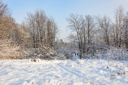 森林、树林、树木、雪天的冬季路径