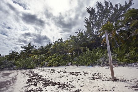龙的诗句摄影照片_棕榈树的诗句排列在整个海滩上