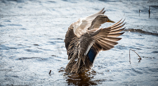 雌性绿头鸭做鸭子做的事——生活在林地湖泊中。