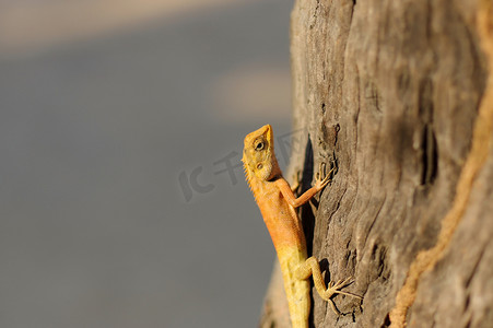 亚洲龙摄影照片_一只黄色的亚洲花园蜥蜴 Calotes versicolour Crested Tree Lizard，蓝色背景，树上有 plam leave，在泰国特写拍摄